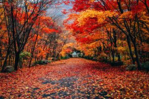 Autumn Leaves